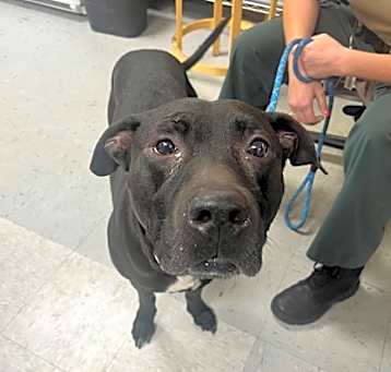 Photo of Stray- Hickory Ave Aval 5/13