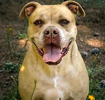 Photo of Petunia 24465