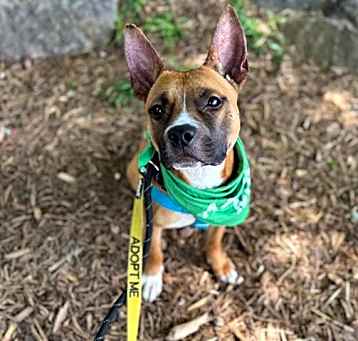 Photo of GOLDEN