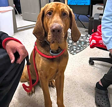Photo of Copper II