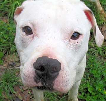 Photo of Diesel
