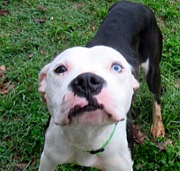 Photo of Onyx