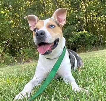 Photo of Frank (21D-0966)