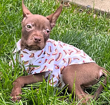 Photo of Brownie