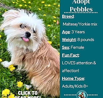 Photo of Pebbles