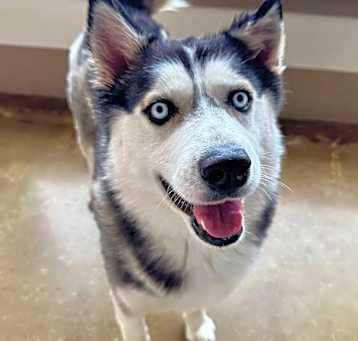 Photo of Diablo