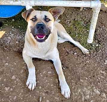 Photo of Apollo