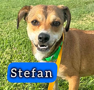 Photo of Stefan