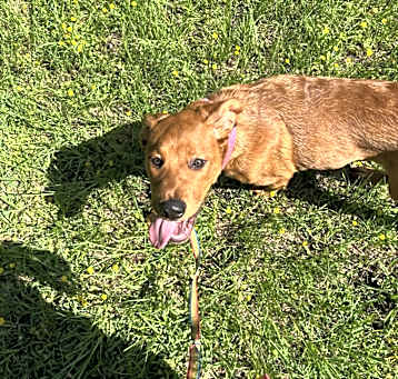 Photo of Cheddar