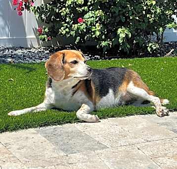 Photo of Stella