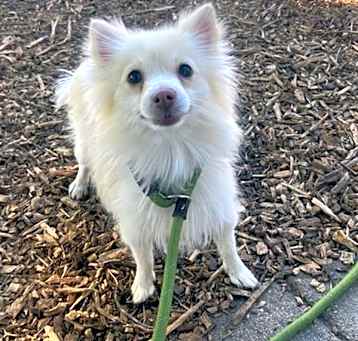 Photo of Dandelion