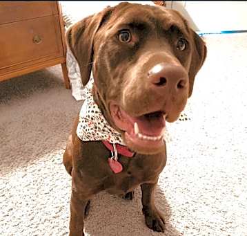 Photo of Barkley