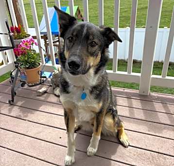 Photo of Baxter