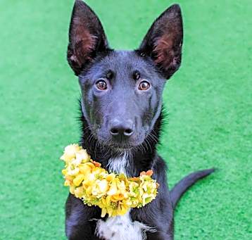 Photo of Lorelei the Puppy!