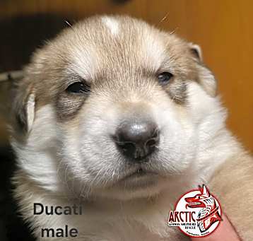 Photo of Ducati