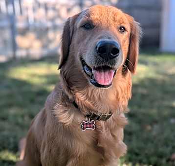 Photo of Gordon