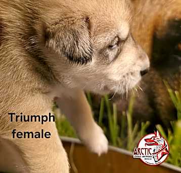 Photo of Triumph