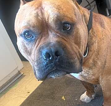 Photo of Chuey