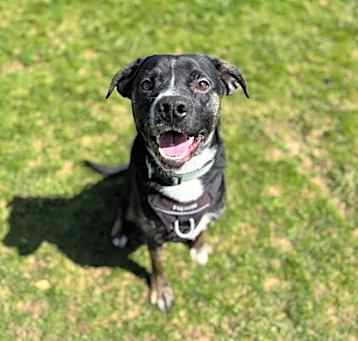 Photo of Bandit