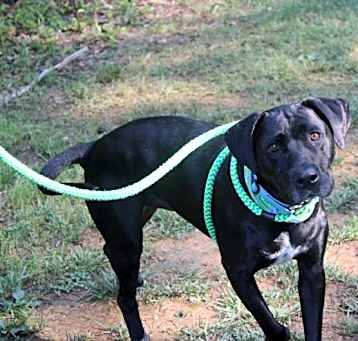 Photo of SAMPSON**