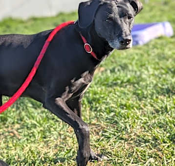 Photo of June Bug