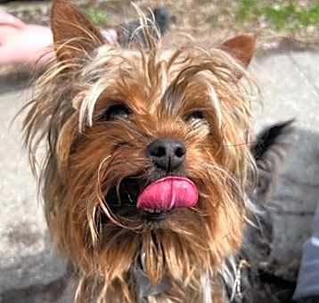Photo of Brownie