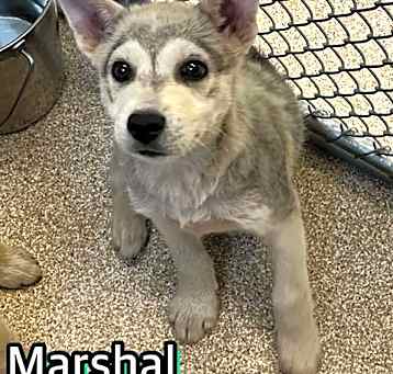 Photo of MARSHAL