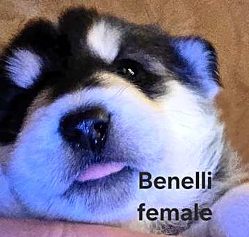 Photo of Benelli
