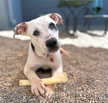 Photo of Wishbone