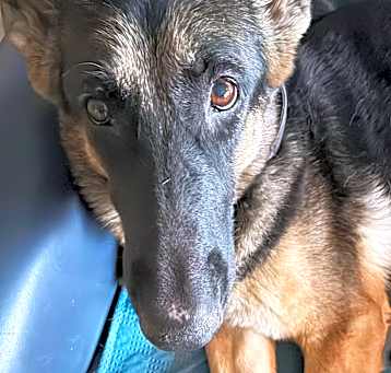Photo of Stella