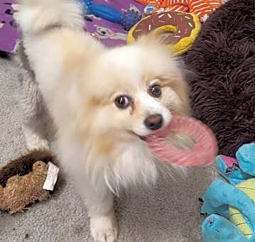 Photo of Sage