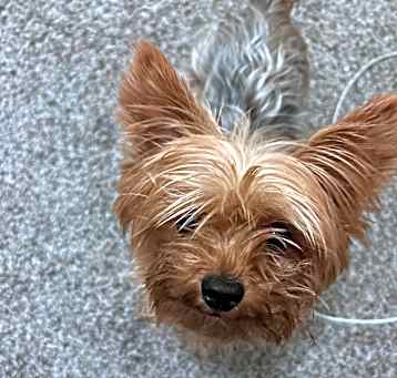 Photo of Skyler