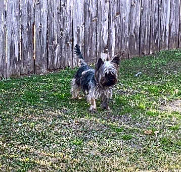 Photo of Koda
