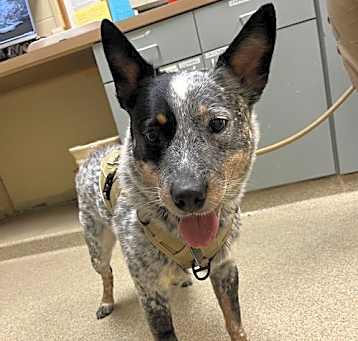 Photo of 79378 Scout
