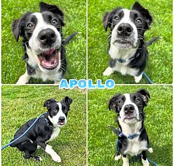 Photo of Apollo