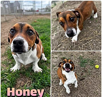 Photo of Honey