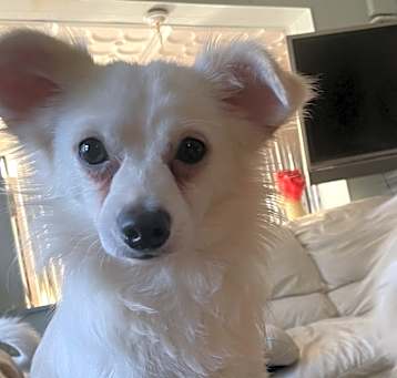 Photo of Snowy