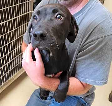 Photo of Murphy 21349
