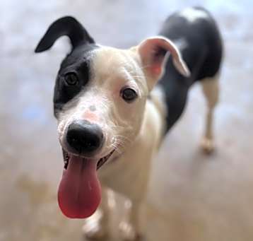 Photo of Sparky