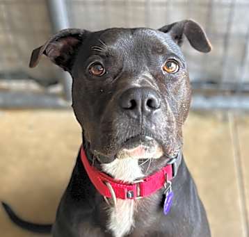 Photo of Ruger