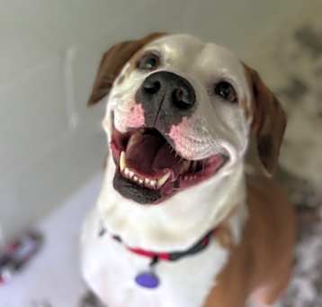 Photo of Boone