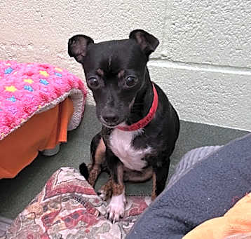 Photo of Barkley