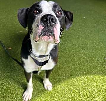 Photo of Buddy