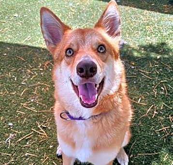 Photo of Biscuit