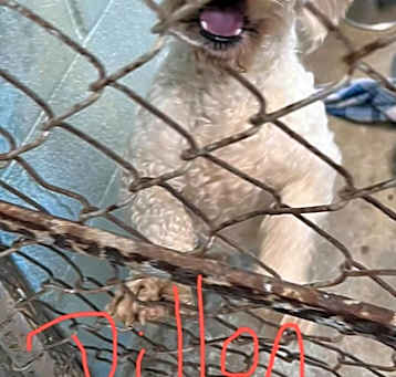 Photo of Dillon