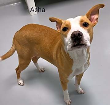 Photo of Asha