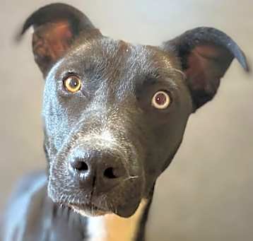 Photo of Pearl