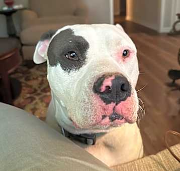 Photo of Petey
