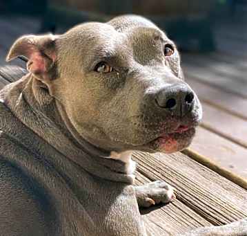Photo of Daisy
