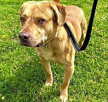Photo of Cujo